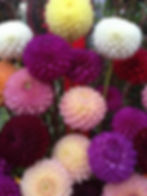 Dahlia Variabilis Pompon seed different colored flowers