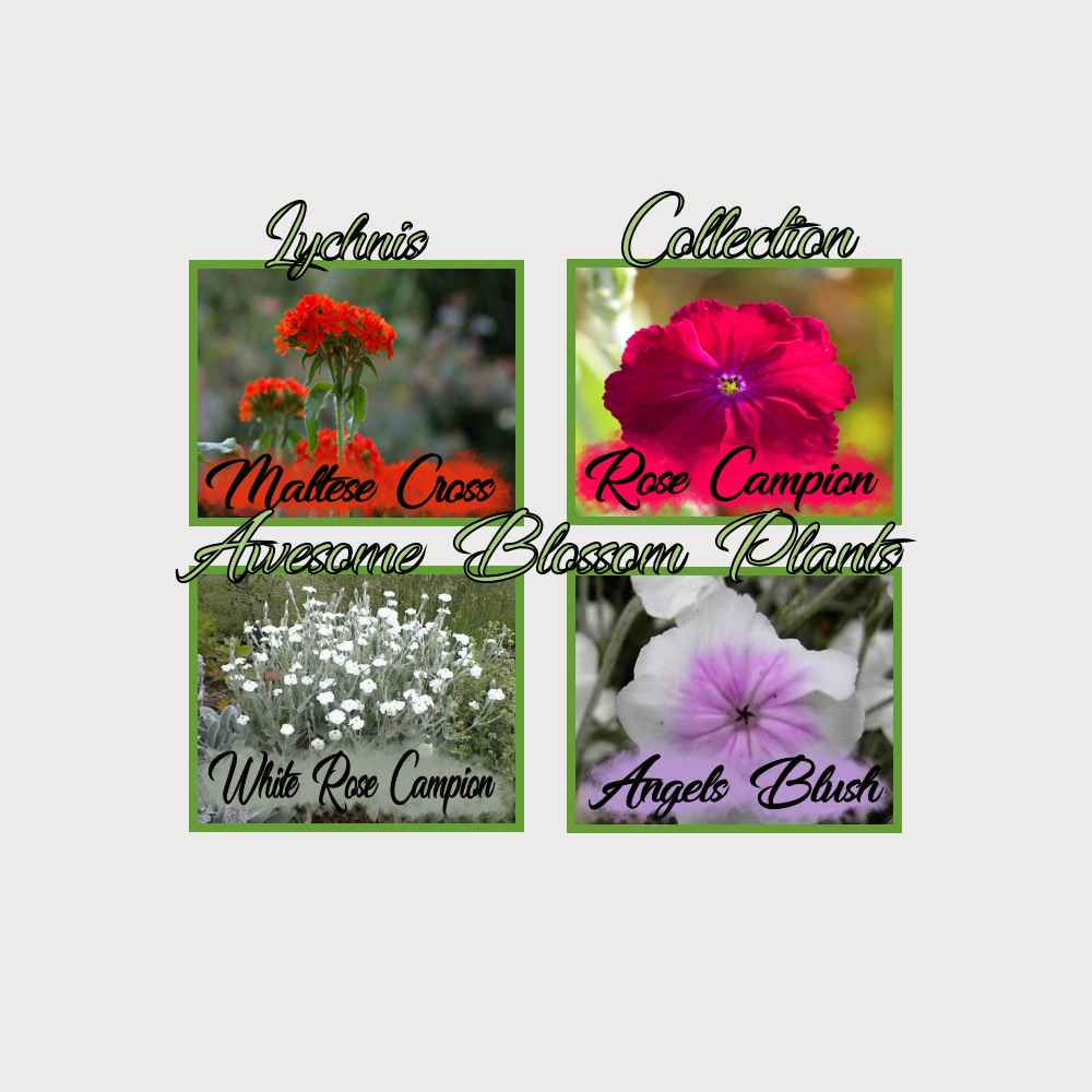 Pick a 4 Pack of Lychnis seed