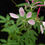 Thumbnail: Cleome Hassleriana - Violet Queen seed purple cleome flowers pink flowers