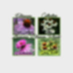 Pick a 4 Pack of Echinacea seed