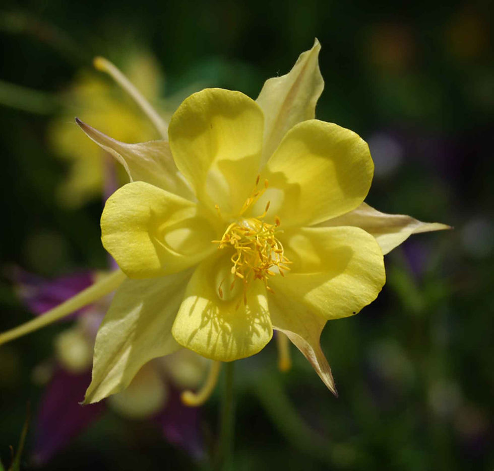 Thumbnail: Aquilegia Caerulea - Yellow Star seed yellow aquilegia flowers