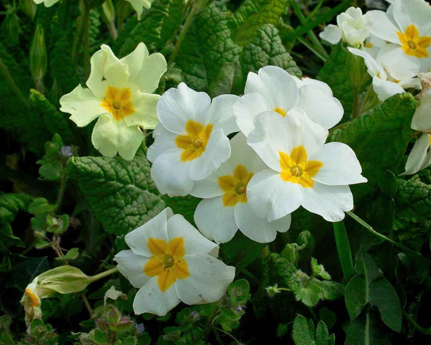 Primula Malacoides - White Fairy Primrose seed white flowers with yellow centers