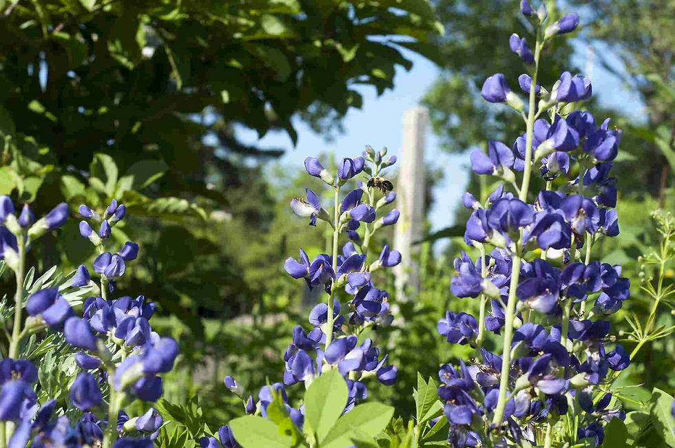 Thumbnail: Baptisia australis – Blue False Indigo seed purple flowers