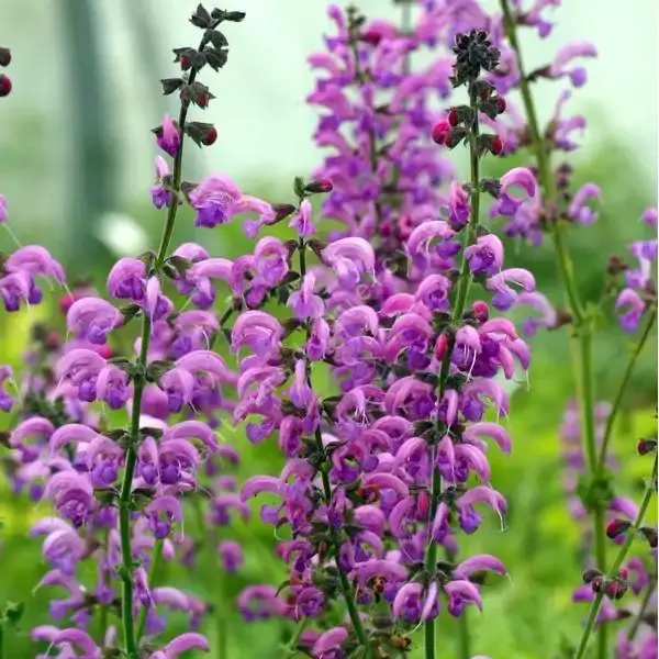 Thumbnail: Salvia Pratensis - Sweet Esmeralda