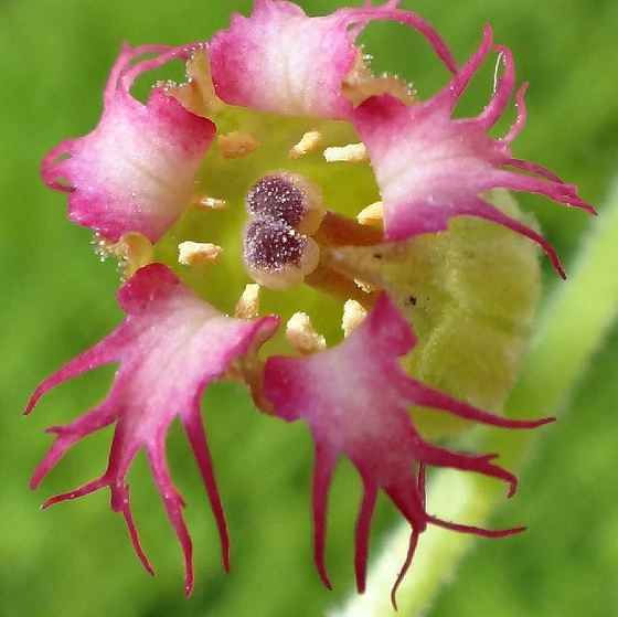 Tellima grandiflora - Fringe Cups
