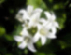 Thumbnail: Campanula Glomerata - Alba seed white campanula flowers
