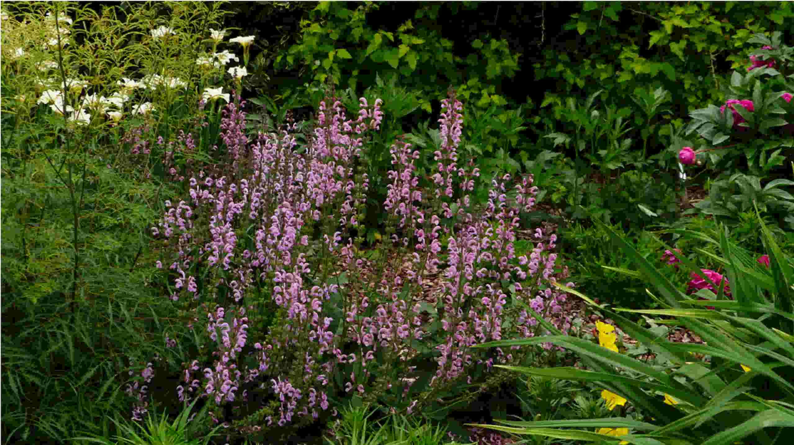 Salvia Pratensis - Rose Rhapsody