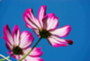 Cosmos Bipinnatus - Picotee seed pink flowers with dark pink outlined petals with yellow centers