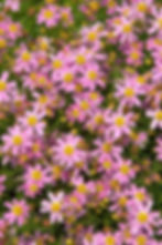 Coreopsis rosea – Pink Tickseed seed pink flowers purple flowers