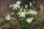 Aster Ptarmicoides - White Upland seed white aster flowers