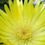 Thumbnail: Mesembryanthemem Criniflorum - Iceplant Mix
