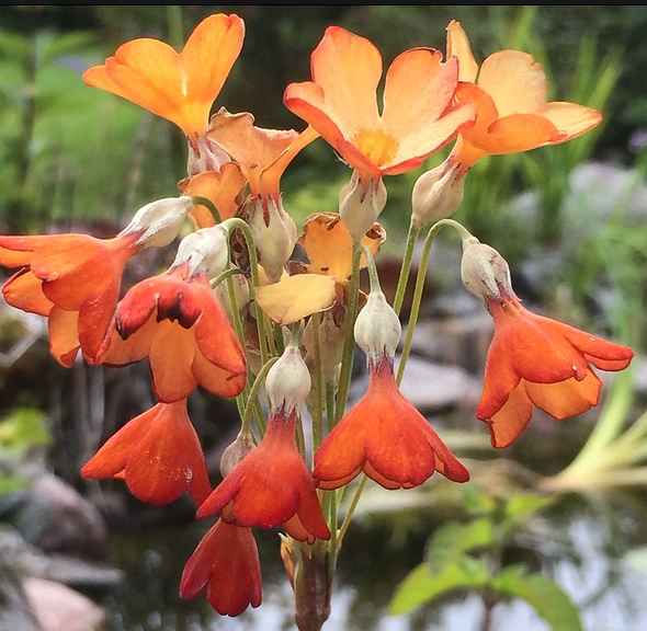 Thumbnail: Primula Florinddae - Orange seed red orange flowers