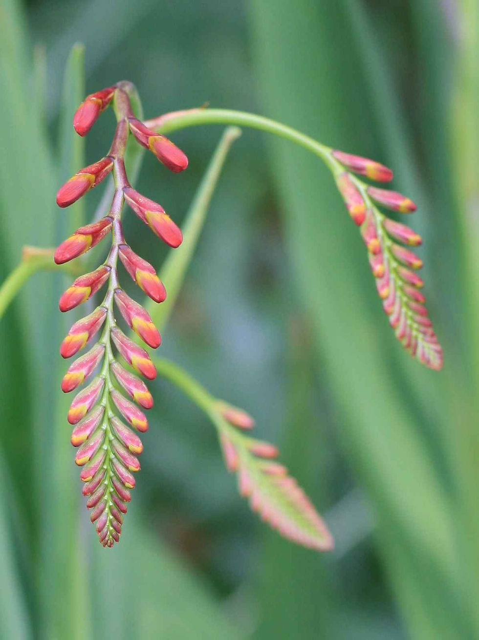 Crocosmia - Montbretia - Hybrid Mix seed orange flowers