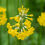 Thumbnail: Primula Prolifera seed yellow flowers