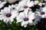 Thumbnail: Osteospermum Eklonis - White African Daisy