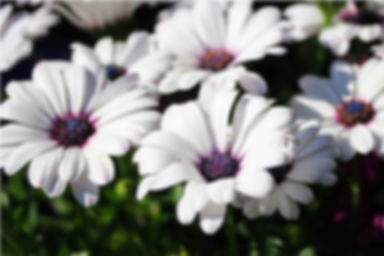 Osteospermum Eklonis - White African Daisy