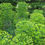 Thumbnail: Euphorbia Coralloides - Coral Spurge seed green flowers