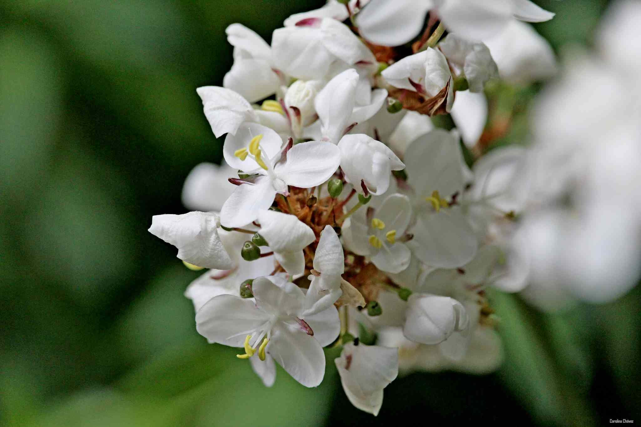Libertia Chilensis Grandiflora - Satin Flower seed white flowers