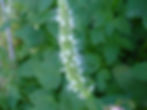 Agastache Nepetoides seed yellow flowers white flowers