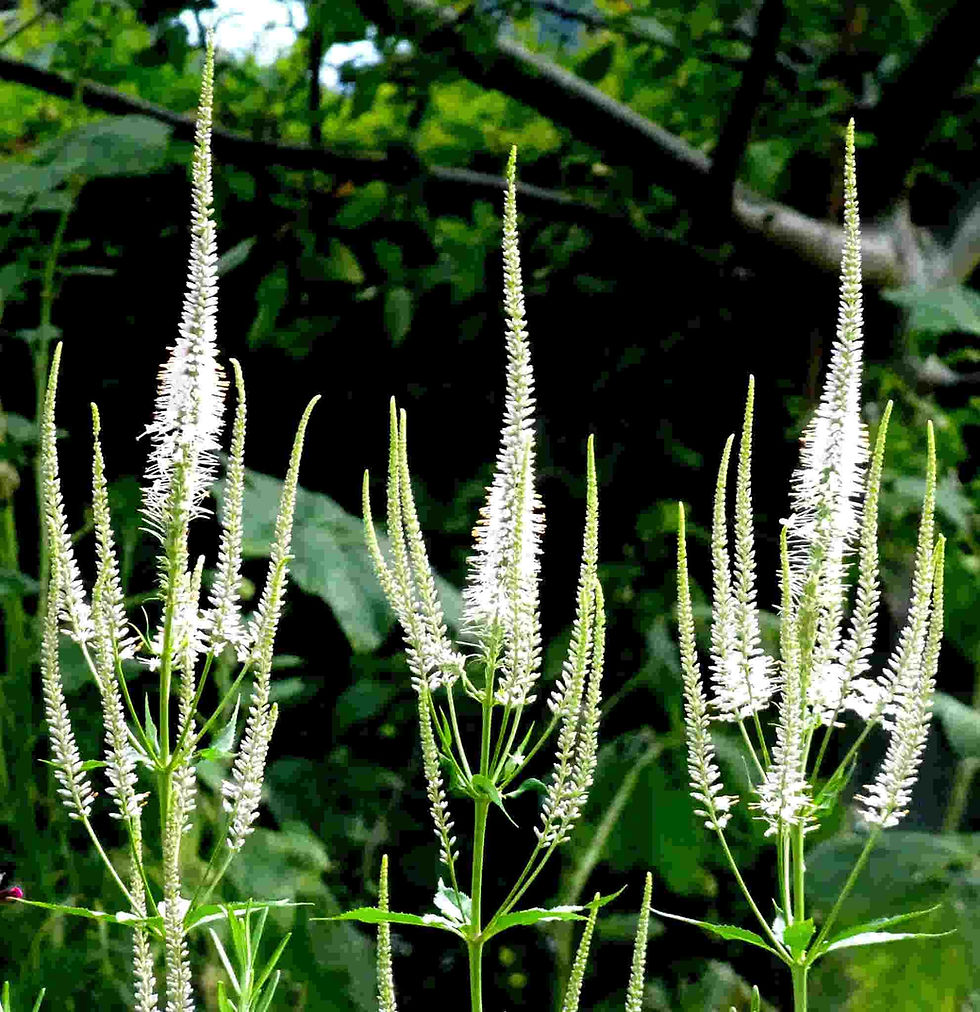 Thumbnail: Veronica Spicata - Sightseeing Color Mix