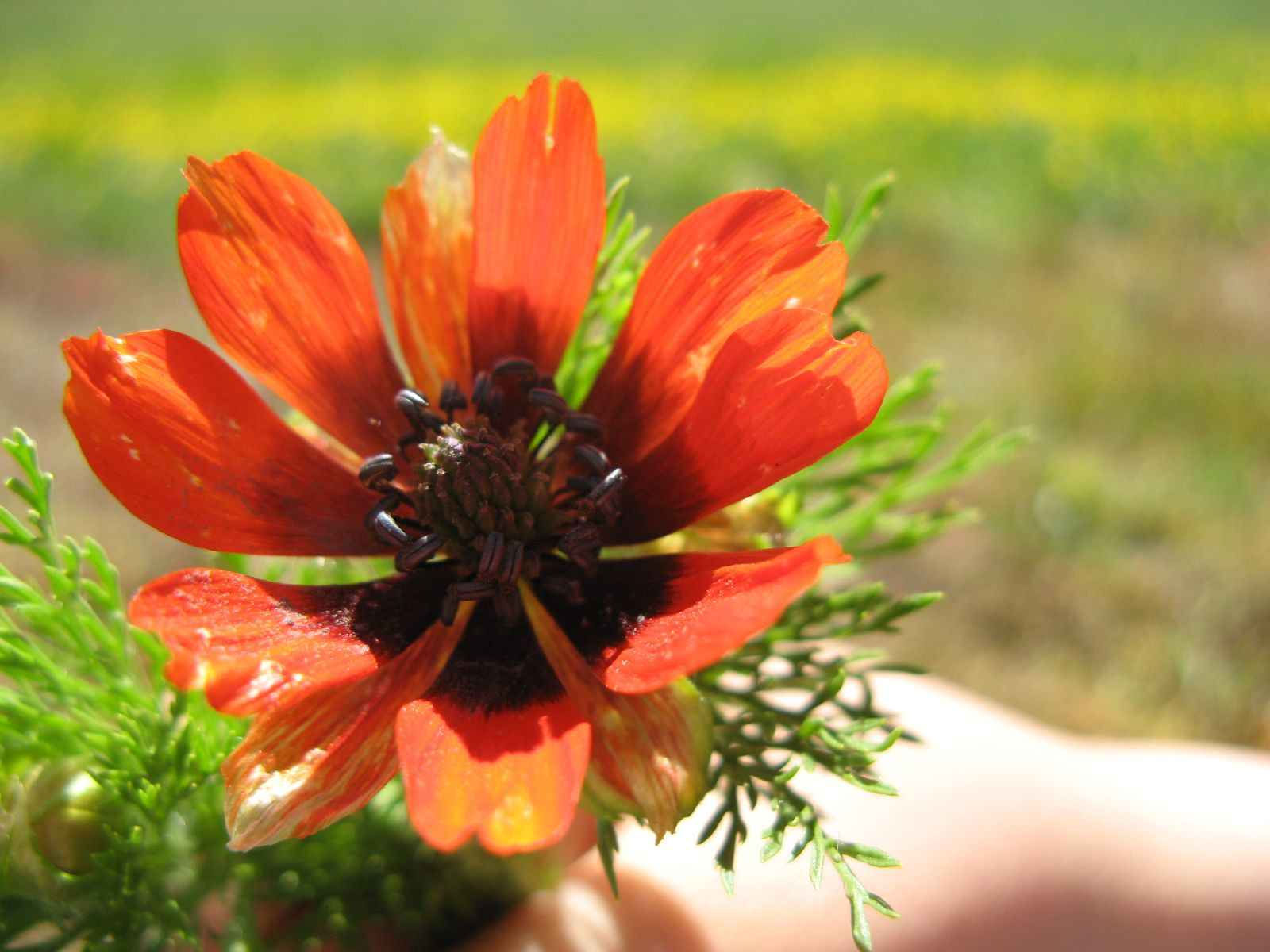 Adonis Aestivalis - Pheasant's Eye seed orange adonis flowers