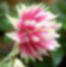 Aquilegia Vulgaris - Nora Barlow Pink seed pink and white aquilegia flowers