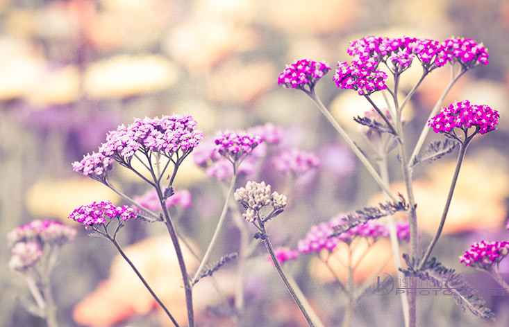 Thumbnail: Achillea Millefolium - Summer Pastels Mixed  seed different colored achillea flowers