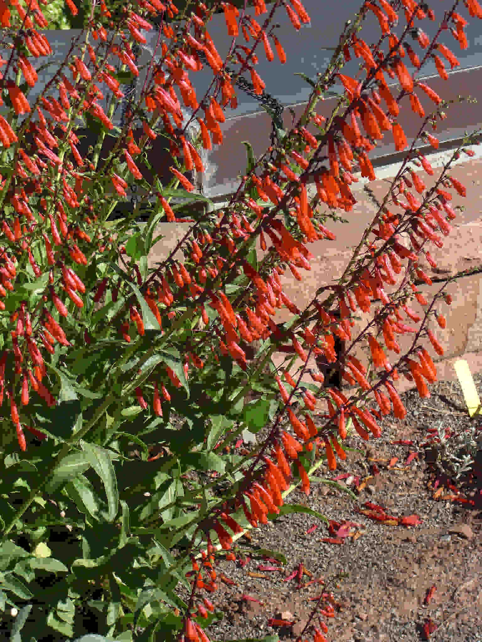 Penstemon Eatonii - Eatons Penstemon seed red flowers