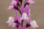 Linaria Triornithophora (Pink Budgies) Seed pink purple flowers with yellow white centers