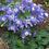 Thumbnail: Aquilegia Flabellata Var Pumila Selection seed purple aquilegia flowers
