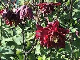Thumbnail: Aquilegia Vulgaris var. Stellata Plena Barlow Series Bordeaux Barlow seed red aquilegia flowers