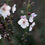 Thumbnail: Verbascum Blattaria Alba - Figwort