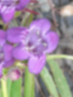 Thumbnail: Penstemon x Mexicali Sunburst Amethyst seed purple flowers with white centers and dark purple veins