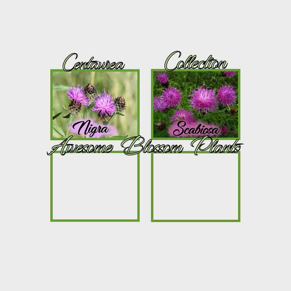 Thumbnail: Pick a 4 Pack of Centaurea seed centaurea flowers centaurea flower seeds