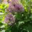 Thumbnail: Allium Jesdianum seed purple allium flowers