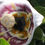 Thumbnail: Codonopsis Clematidea - Bonnet Bellflower seed white flowers pale blue flowers with purple pink yellow center