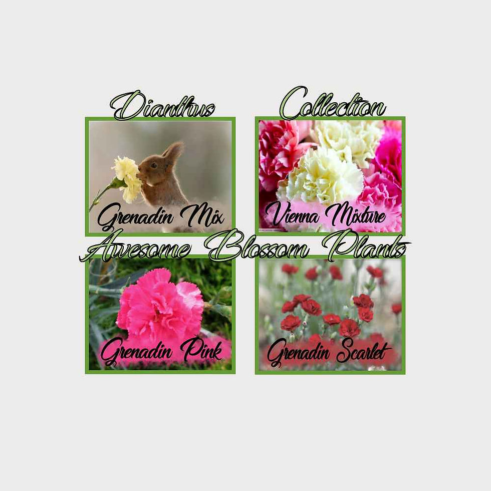 Thumbnail: Pick a 4 Pack of Dianthus seed different kinds of dianthus flowers
