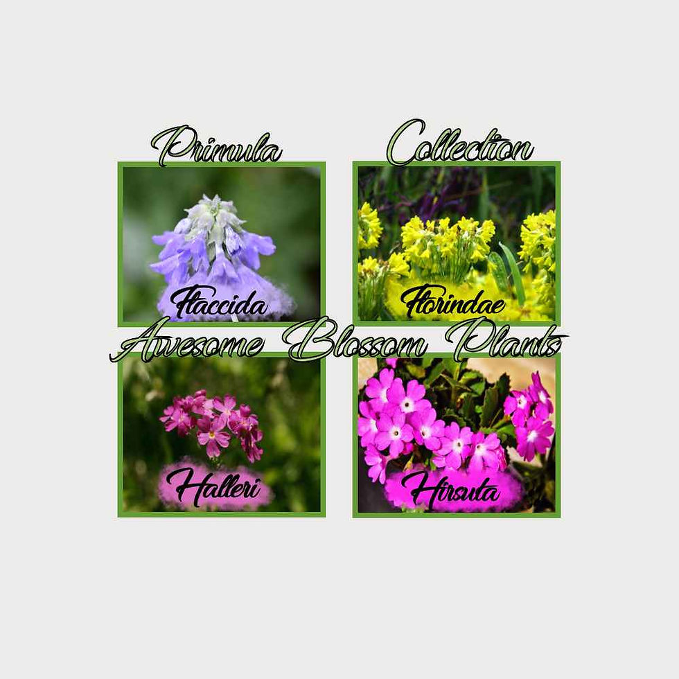 Thumbnail: Pick a 4 Pack of Primula seed