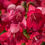 Thumbnail: Penstemon Barbatus - f. Nanus - Pinacolada Series - Pinacolada Rosy Red  seed red flowers
