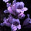 Thumbnail: Penstemon Cobaea - Showy Beardtongue  seed purple flowers with dark lines