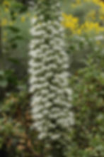 Thumbnail: Echium Pininana (3 color) “Tower of Jewels” seed 3 different colored flowers red pink purple