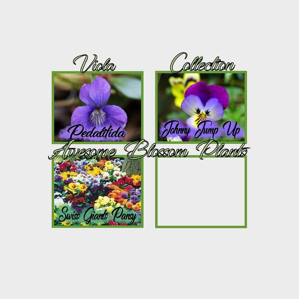 Thumbnail: Pick a 4 Pack of Viola
