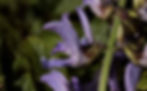 Thumbnail: Salvia Miltiorrhiza - Red Sage