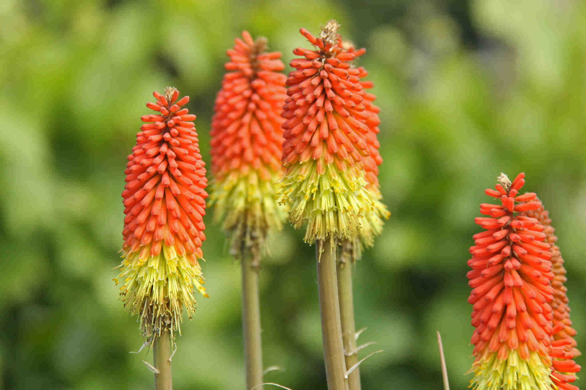 Kniphofia Uvaria - Red Hot Poker seed red orange yellow flowers