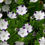 Thumbnail: Nemophila Maculata - Five Spot