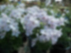 Delphinium Grandiflorum Compactum – Butterfly Series Rose seed pink white flowers