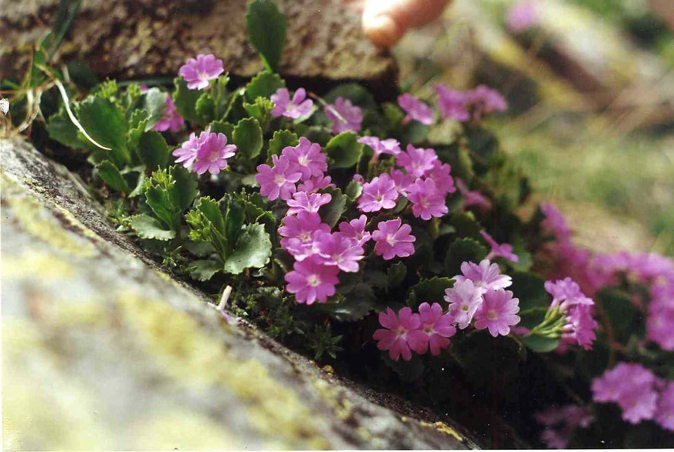 Thumbnail: Primula Viscosa seed pink purple flowers