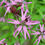 Thumbnail: Lynchis Flos - Cuculi Nana seed pink purple flowers