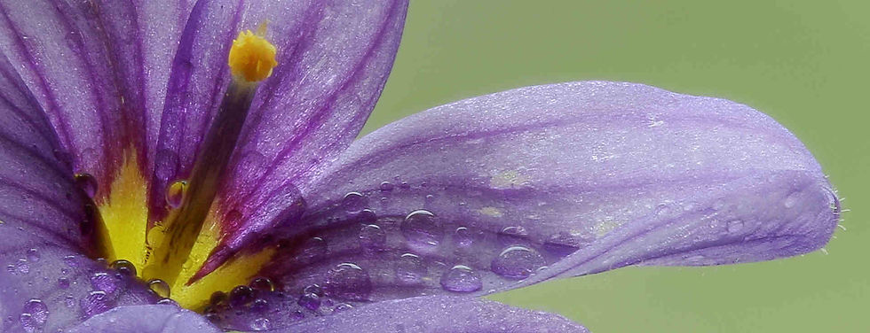 Thumbnail: Sisyrinchium Idahoense var. Macounii