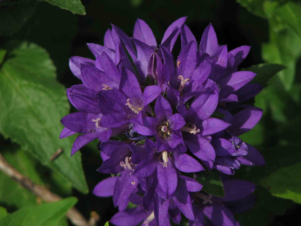 Campanula Glomerata Acaulis - Cluster Bellflower  seed purple campanula flowers